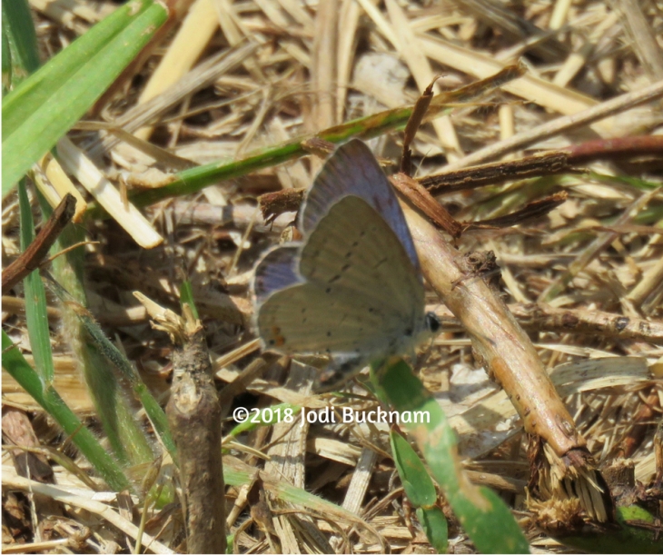 Eastern tailed-blue May 8